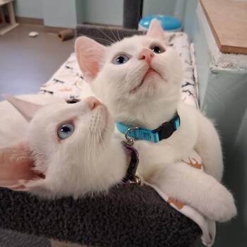 Greg -  Domestic Short Hair Cat for Adoption in Middlebury, Vermont - Greg | PetCurious