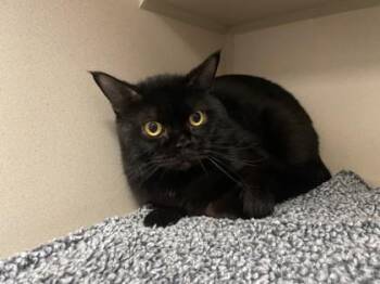 Mr. Belvedere -  British Shorthair Cat for Adoption in Quakertown, Pennsylvania - Mr. Belvedere | PetCurious