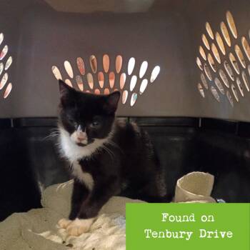 Andy -  Domestic Short Hair Cat for Adoption in Lynchburg, Virginia - Andy | PetCurious