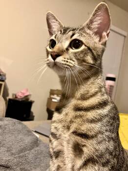 Rescue Domestic Short Hair and Abyssinian Cats for Adoption in Schertz, Texas - Jade (CA) | PetCurious