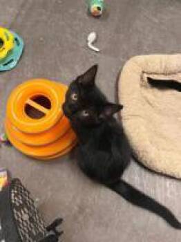 Rescue Domestic Short Hair Cats for Adoption in Renfrew, Pennsylvania - Blitz | PetCurious
