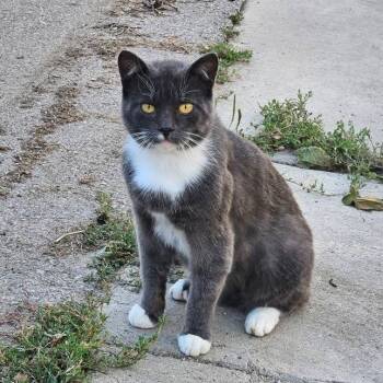 Rescue Domestic Short Hair Cats for Adoption in Rochester, Minnesota - Barney | PetCurious