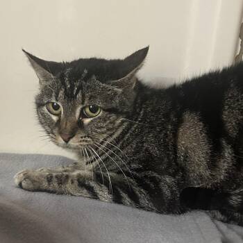 Odessa -  Domestic Short Hair Cat for Adoption in Dallas, Texas - Odessa | PetCurious