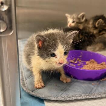 Mouse -  Domestic Short Hair Cat for Adoption in Spring Hill, Kansas - Mouse | PetCurious