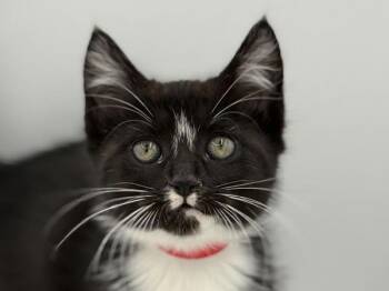 Ladybug -  Domestic Short Hair Cat for Adoption in Portland, Oregon - Ladybug | PetCurious