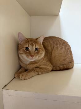 Rescue Domestic Short Hair Cats for Adoption in Hays, Kansas - McLaren | PetCurious