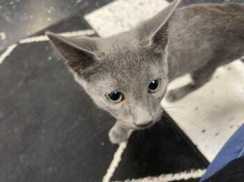 Gummy Bear -  Domestic Short Hair and Russian Blue Cat for Adoption in Clarksville, Tennessee - Gummy Bear | PetCurious