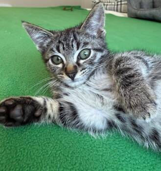 Rescue Domestic Short Hair Cats for Adoption in Beaverton, Oregon - Kiara | PetCurious