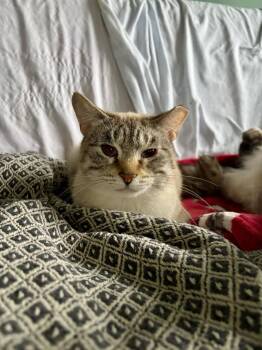 Tiptoe -  Siamese Cat for Adoption in Pawtucket, Rhode Island - Tiptoe | PetCurious