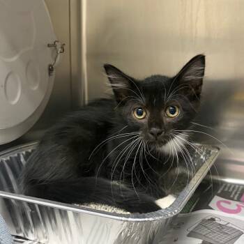 Professor Naptime -  Domestic Short Hair Cat for Adoption in Milton, Florida - Professor Naptime | PetCurious