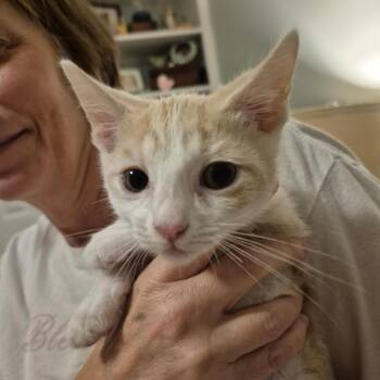 Speedy -  Domestic Short Hair Cat for Adoption in Hattiesburg, Mississippi - Speedy | PetCurious