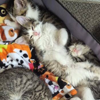 My Sharona -  Domestic Short Hair Cat for Adoption in Columbia, Missouri - My Sharona | PetCurious