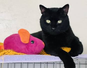 Rescue Domestic Short Hair Cats for Adoption in Palmyra, Virginia - Thyme | PetCurious