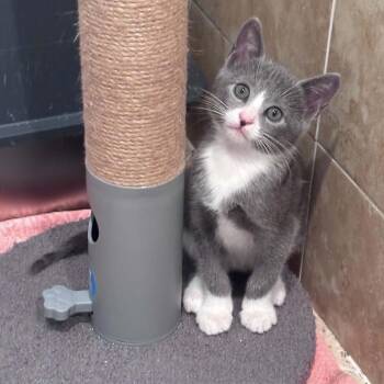 Tessa -  Domestic Short Hair Cat for Adoption in Fort Lauderdale, Florida - Tessa | PetCurious