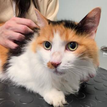 Freya -  Domestic Medium Hair Cat for Adoption in Leander, Texas - Freya | PetCurious
