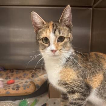 Jello -  Domestic Short Hair Cat for Adoption in Newark, New Jersey - Jello | PetCurious