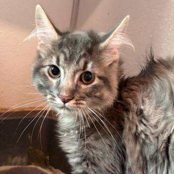 Rizz -  Domestic Medium Hair Cat for Adoption in West Des Moines, Iowa - Rizz | PetCurious