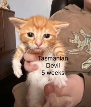 Domestic Short Hair Cats Available for Adoption - Tasmanian Devil | PetCurious