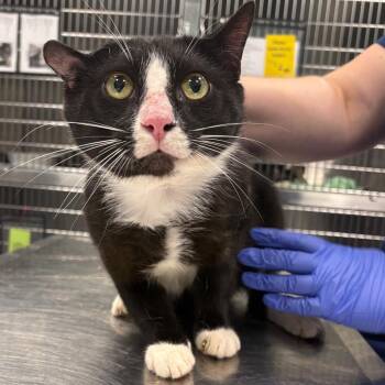 Tux -  Domestic Short Hair Cat for Adoption in Greensboro, North Carolina - Tux | PetCurious