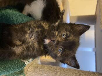 Poppy -  Domestic Short Hair Cat for Adoption in Fruit Heights, Utah - Poppy | PetCurious
