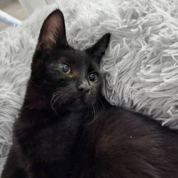 Bear Cub -  Domestic Short Hair Cat for Adoption in Olympia, Washington - Bear Cub | PetCurious