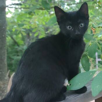 Raven -  Domestic Short Hair Cat for Adoption in Ashland, Oregon - Raven | PetCurious