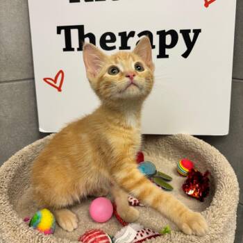 Chaos(p) -  Domestic Short Hair Cat for Adoption in Denver, Colorado - Chaos(p) | PetCurious