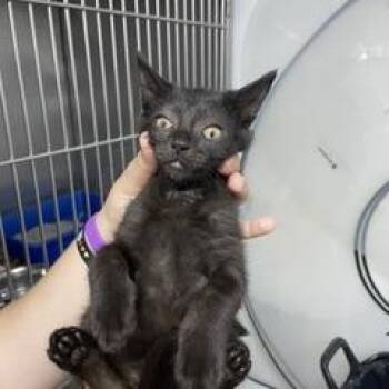 Weevil -  Domestic Short Hair Cat for Adoption in Marble, North Carolina - Weevil | PetCurious