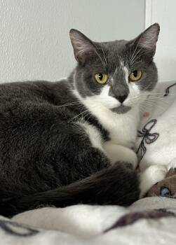 Angel -  Domestic Short Hair Cat Available for Adoption in Harrison, New York - Angel | PetCurious
