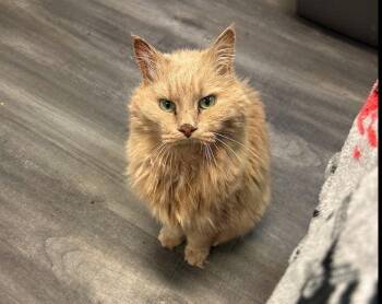 Simba -  Domestic Medium Hair Cat for Adoption in Hudson, New Hampshire - Simba | PetCurious
