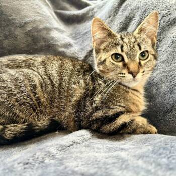 Marie -  Domestic Short Hair Cat for Adoption in NEW PT RICHEY, Florida - Marie | PetCurious
