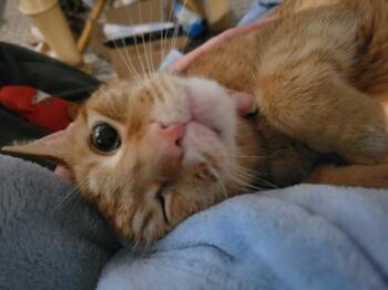 Domestic Short Hair Cats Available for Adoption in Duluth, Georgia - Kieran | PetCurious
