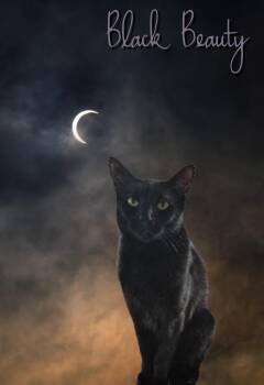 Black Beauty -  Domestic Short Hair Cat for Adoption in North Richland Hills, Texas - Black Beauty | PetCurious
