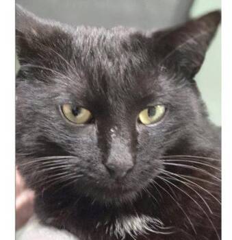 Domestic Short Hair Cats Available for Adoption in Hudson, Massachusetts - Steve Meola | PetCurious