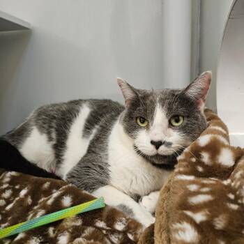 Domestic Short Hair Cats Available for Adoption - Marguerite | PetCurious