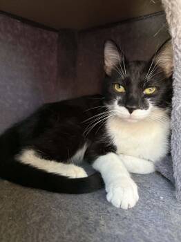 Domestic Short Hair Cats Available for Adoption - John L | PetCurious