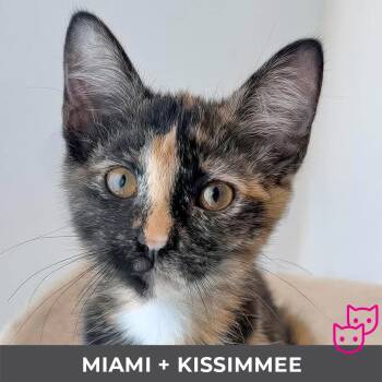 Miami (bonded with Kissimmee) -  Domestic Short Hair Cat for Adoption in Toronto, Ontario - Miami (bonded With Kissimmee) | PetCurious