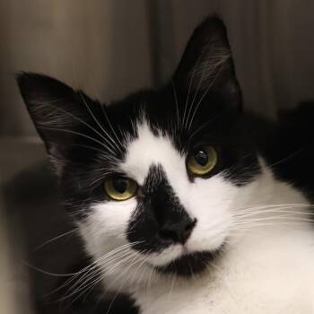 Orca -  Domestic Short Hair Cat for Adoption in Briarcliff Manor, New York - Orca | PetCurious