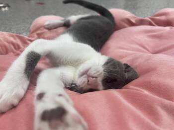 Anchovy -  Domestic Short Hair Cat for Adoption in Xenia, Ohio - Anchovy | PetCurious