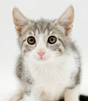 Landry is our knight in silver and white armor - hero of our hea -  Silver and Turkish Van Cat for Adoption in Bedford Hills, New York - Landry Is Our Knight In Silver And White Armor - Hero Of Our Hea | PetCurious