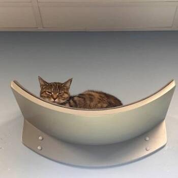 Buttercup Squash -  Domestic Short Hair Cat for Adoption in Georgetown, Kentucky - Buttercup Squash | PetCurious