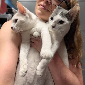 Kuno Houston -  Domestic Short Hair Cat for Adoption in Denver, Colorado - Kuno Houston | PetCurious