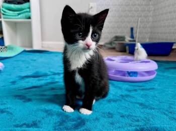 Rescue Domestic Short Hair Cats for Adoption in Raleigh, North Carolina - BOOGIE | PetCurious