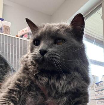 Lula Bell -  Domestic Long Hair Cat for Adoption in Bolivar, Missouri - Lula Bell | PetCurious