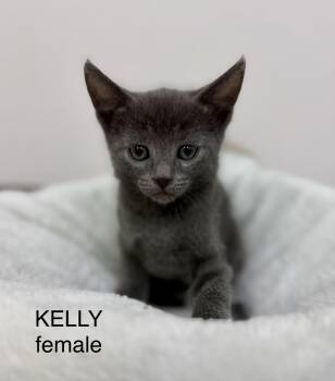 Kelly -  Domestic Short Hair Cat for Adoption in Sonora, California - Kelly | PetCurious