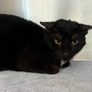 Domestic Short Hair Cats Available for Adoption - Dolphina | PetCurious