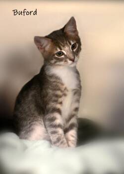 Buford -  Domestic Short Hair Cat for Adoption in Watkinsville, Georgia - Buford | PetCurious