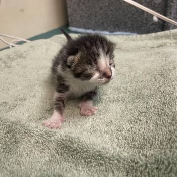 Domestic Short Hair Cats Available for Adoption in Pasadena, California - Mork | PetCurious
