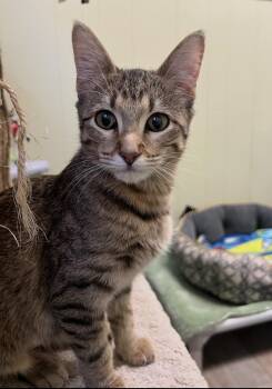 Rescue Domestic Short Hair Cats for Adoption in Independence, Missouri - Ginger | PetCurious