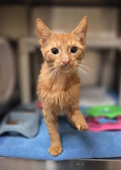Crash Bandicoot -  Domestic Short Hair Cat for Adoption in Westland, Michigan - Crash Bandicoot | PetCurious